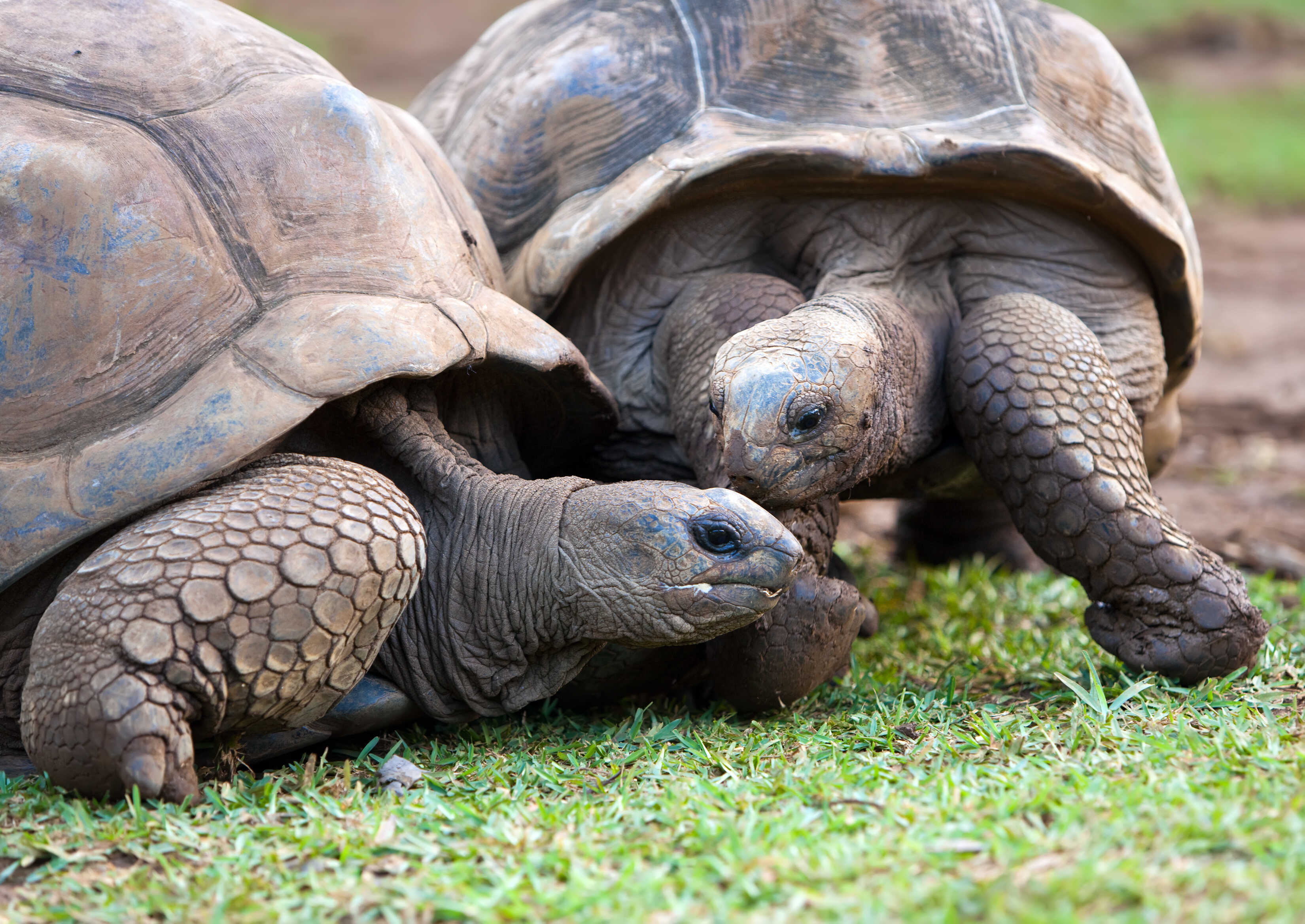 gettyimages_177324146_tortues-seychelles_optimized