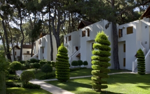 Palmiye